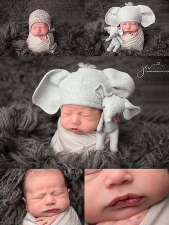Newborn Baby Boy warpped in Grays with Elephant Lovey